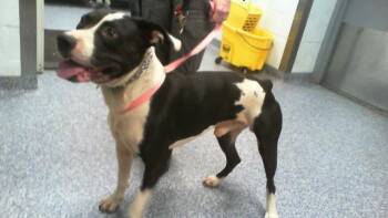 COGSWORTH -  Pit Bull Terrier Dog for Adoption in Charlotte, North Carolina - COGSWORTH | PetCurious