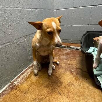 Captain Molly C613 -  Chihuahua and Terrier Dog for Adoption in Allen, Texas - Captain Molly C613 | PetCurious
