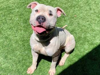 Pit Bull Terrier and Mixed Breed Dogs Available for Adoption in Moreno Valley, California - CARLOS | PetCurious