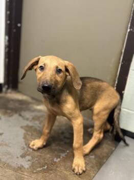 Wadsworth -  Hound Dog for Adoption in Red Bluff, California - Wadsworth | PetCurious