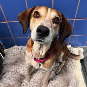 Tori -  Hound and Mixed Breed Dog for Adoption in Richmond, Virginia - Tori | PetCurious
