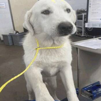 Barbie Q -  Labrador Retriever and Mixed Breed Dog for Adoption in Chicago, Illinois - Barbie Q | PetCurious