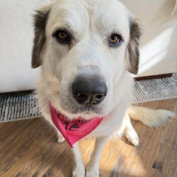 Venus -  Great Pyrenees Dog for Adoption in Krum, Texas - Venus | PetCurious