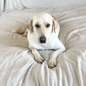 Rescue Yellow Labrador Retriever and Labrador Retriever Dogs for Adoption in Burlington, North Carolina - Loving Ruby | PetCurious