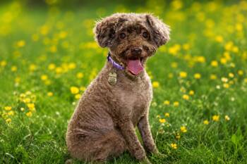 Murphy -  Yorkie Poo Dog for Adoption in Rockville, Maryland - Murphy | PetCurious