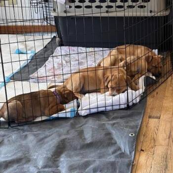 Cattle Dog Dogs Available for Adoption in Flagstaff, Arizona - Vinyl - In Foster! | PetCurious