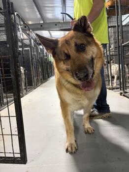 German Shepherd Dog Dogs Available for Adoption in Lawrenceburg, Tennessee - Lonesome | PetCurious