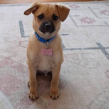 Chihuahua and Pug Dogs Available for Adoption in Sunnyvale, California - Pinto Bean | PetCurious