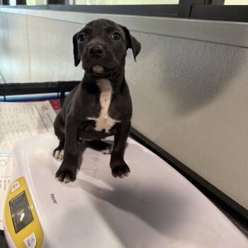 Neymar -  Black Mouth Cur Dog for Adoption in Tampa, Florida - Neymar | PetCurious