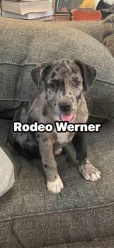 Rodeo Werner -  Catahoula Leopard Dog and American Staffordshire Terrier Dog for Adoption in Calera, Alabama - Rodeo Werner | PetCurious