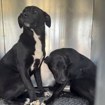 Pit Bull Terrier and Catahoula Leopard Dog Dogs Available for Adoption - Syrup | PetCurious