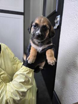 Rescue Beagle Dogs for Adoption in Richmond, Kentucky - Raddish | PetCurious
