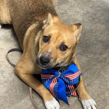 Mixed Breed Dogs Available for Adoption - Elizabeth | PetCurious