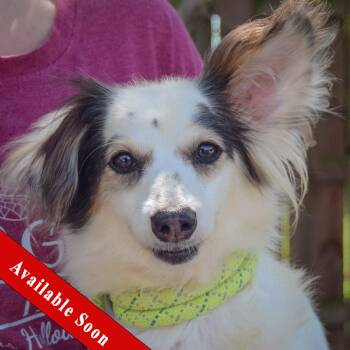 Tiny -  Papillon and Chihuahua Dog for Adoption in Huntley, Illinois - Tiny | PetCurious