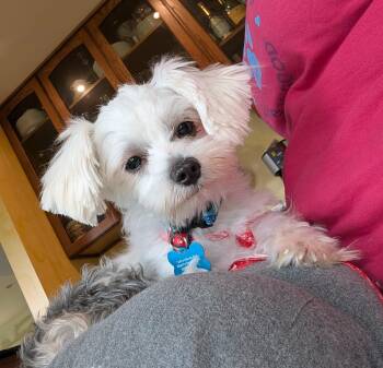 Poe -  Maltese Dog for Adoption in Whitewater, Wisconsin - Poe | PetCurious