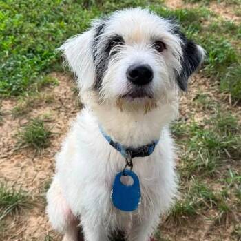 Macy (ID 52705) -  Labradoodle Dog for Adoption in Manassas, Virginia - Macy (ID 52705) | PetCurious