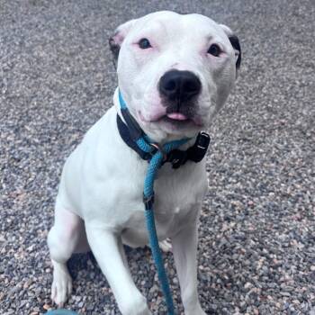 Eliza -  Pit Bull Terrier Dog for Adoption in York, Pennsylvania - Eliza | PetCurious