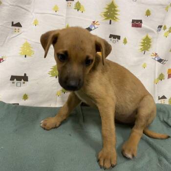 A614376 -  German Shepherd Dog Dog for Adoption in Modesto, California - A614376 | PetCurious