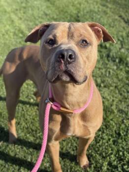 Pit Bull Terrier Dogs Available for Adoption in Lancaster, Ohio - Leon | PetCurious