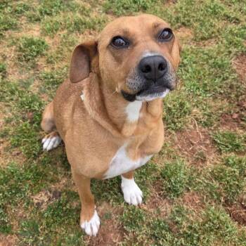 Mixed Breed Dogs Available for Adoption in Brownsboro, Alabama - Cayenne | PetCurious