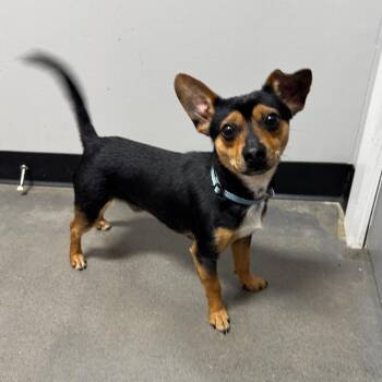Odie -  Chihuahua and Miniature Pinscher Dog for Adoption in Normal, Illinois - Odie | PetCurious