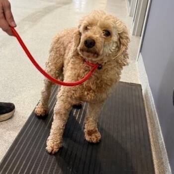 Poodle and Goldendoodle Dogs Available for Adoption - Taylormade  | PetCurious