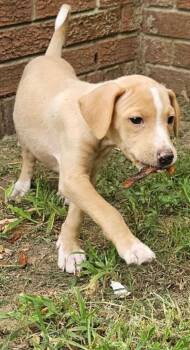 Creole -  Beagle Dog for Adoption in Evergreen, Colorado - Creole | PetCurious