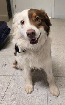 Australian Shepherd Dogs Available for Adoption - HERSHEY | PetCurious