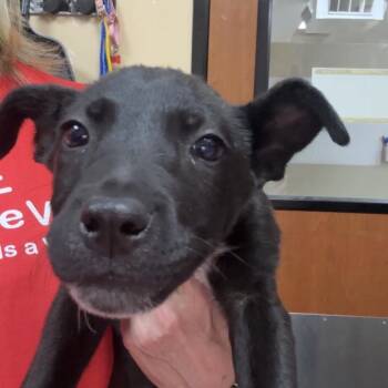 Sabino -  Cattle Dog and Mixed Breed Dog for Adoption in Las Vegas, Nevada - Sabino | PetCurious