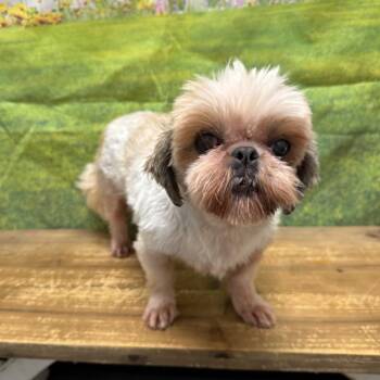 Key-Lo -  Shih Tzu Dog for Adoption in Normal, Illinois - Key-Lo | PetCurious