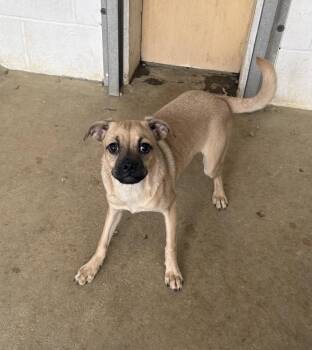 Pug and Chihuahua Dogs Available for Adoption in Sterling, Massachusetts - Pixie 5 Months AVAILABLE 4/27 | PetCurious