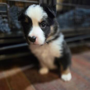 Glamis -  Australian Shepherd Dog for Adoption in Phoenix, Arizona - Glamis | PetCurious