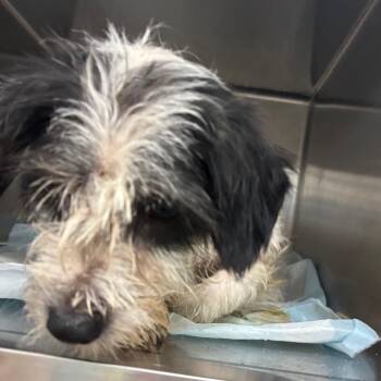 Spot -  Mixed Breed Dog for Adoption in Corbin, Kentucky - Spot | PetCurious