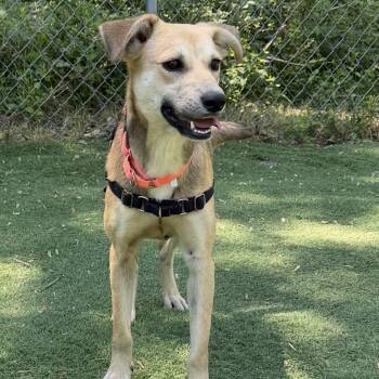 Padme -  Mixed Breed Dog Available for Adoption in Upper Township, New Jersey - Padme | PetCurious