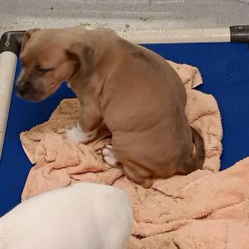 Terrier Dogs Available for Adoption - Loid | PetCurious