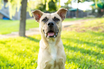Rescue Mixed Breed Dogs for Adoption in Carrollton, Texas - James Cagney | PetCurious