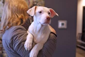 Mixed Breed Dogs Available for Adoption in West Chester, Pennsylvania - Pam | PetCurious