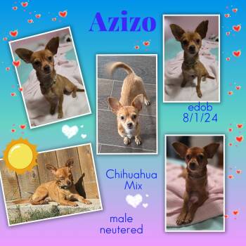 Azizo OR14581-Thw -  Chihuahua Dog for Adoption in Missouri City, Texas - Azizo OR14581-Thw | PetCurious