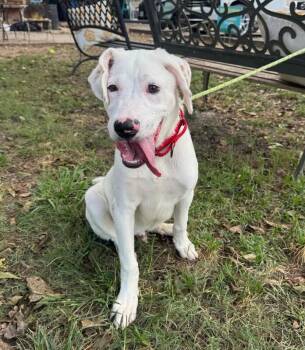 Marshmallow Cream -  Great Pyrenees and Labrador Retriever Dog for Adoption in Friendswood, Texas - Marshmallow Cream | PetCurious