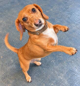 Hunter -  Dachshund Dog for Adoption in St. Augustine, Florida - Hunter | PetCurious