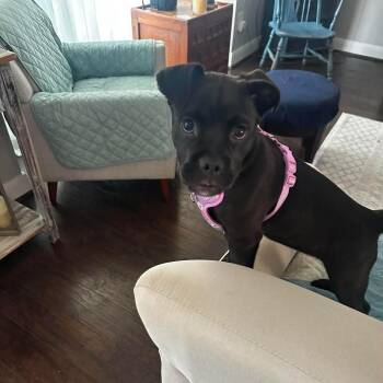 Betsy -  Boxer and Black Labrador Retriever Dog for Adoption in Humble, Texas - Betsy | PetCurious