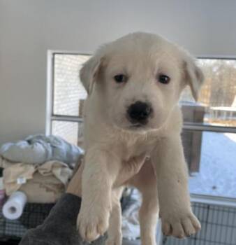 Maddux (fka The Yellowstones: Carter) -  Australian Cattle Dog Blue Heeler and Labrador Retriever Dog for Adoption in Dallas, Texas - Maddux (fka The Yellowstones: Carter) | PetCurious