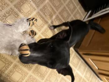 Rescue Terrier and Chihuahua Dogs for Adoption in Maple Grove, Minnesota - Wishbone | PetCurious