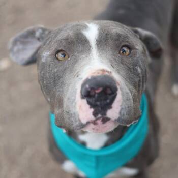 CROW -  American Staffordshire Terrier Dog for Adoption in San Antonio, Texas - CROW | PetCurious