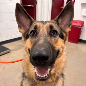 Tonka -  German Shepherd Dog Dog for Adoption in York, Pennsylvania - Tonka | PetCurious