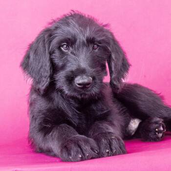 Doug -  Giant Schnauzer and Golden Retriever Dog for Adoption in Franklin, Tennessee - Doug | PetCurious