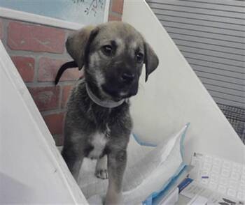 German Shepherd Dog and Mixed Breed Dogs Available for Adoption in Houston, Texas - TIA | PetCurious