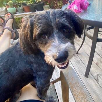 Rescue Shih Tzu Dogs for Adoption in Houston, Texas - Bingo | PetCurious