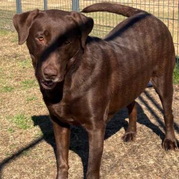 Chocolate Labrador Retriever Dogs Available for Adoption - CT Caroline | PetCurious