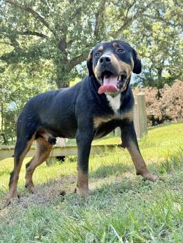 Rocky -  Rottweiler Dog for Adoption in Manchester, Connecticut - Rocky | PetCurious